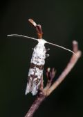 Scythropia crataegella